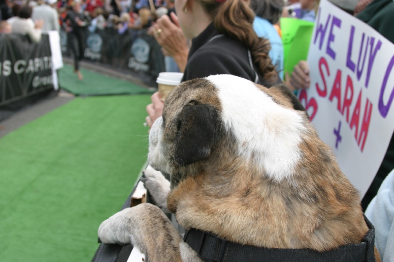 Bull Dog looking for his master