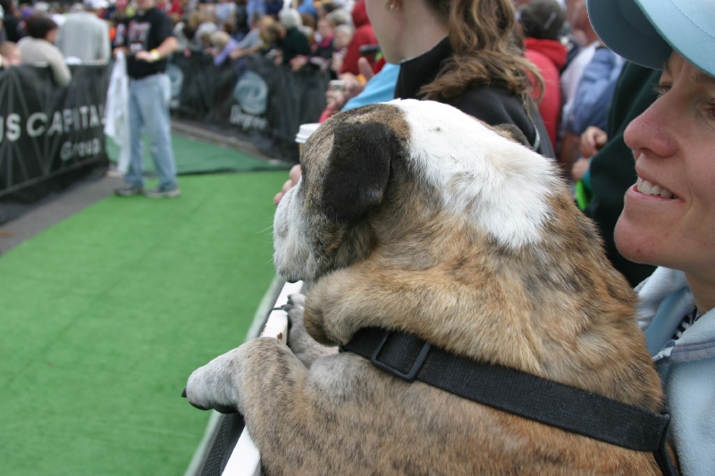 Bull Dog looking for his master